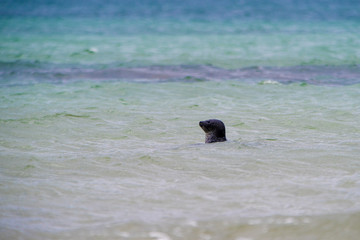 Foca