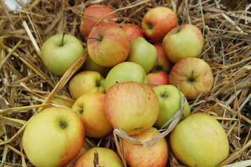 reife Äpfel
