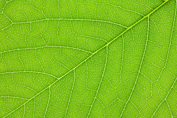 Lilac leaf  background