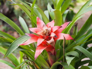 Fototapeta premium red flora