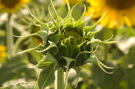 sunflower