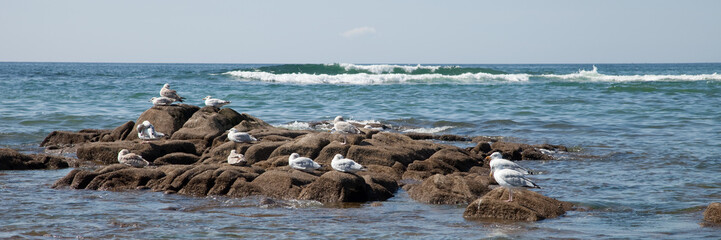 Naklejka premium Mouettes sur les rochers