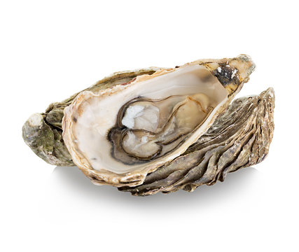 Oyster isolated on a white background