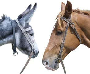 Fotobehang horse head against a head of a donkey © AVD