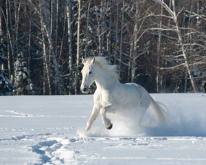 Plakat White horse