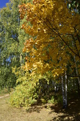 осенняя прогулка