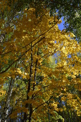 золотая осень