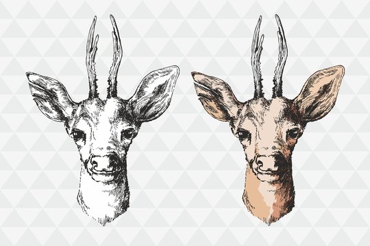 deer illustration, drawing, black and white and color variation