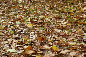 Yellow leaves in the Park