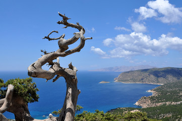 View of the sea and the tree is bizarre in Rhodes
