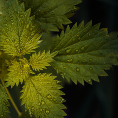 Nettle leaves close-up