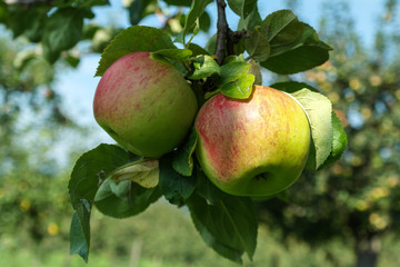 Two apples on a tree
