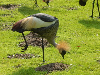 S&uuml;dafrika-Kronenkranich