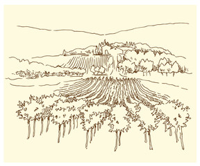 Hand made sketch grape fields and vineyards. - 92167123