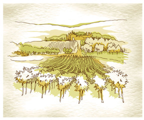 Hand made sketch grape fields and vineyards. - 92167148