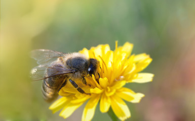 Biene auf Löwenzahn