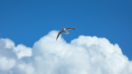 Möwe im Wind