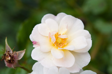 Rosen im Garten, weiß und zart
