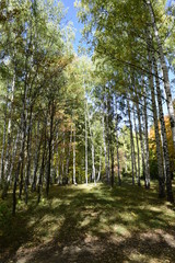 Fototapeta premium золотая осень