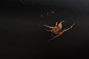 Spinne