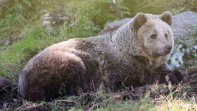 Large adult brown bear relaxing in the forest
