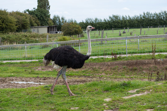 male ostrich bird on green grass