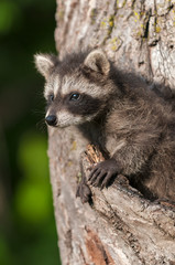 Young Raccoon (Procyon lotor) Looks out From Tree