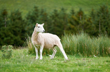 Obraz premium Sheep farming in the Northumberland countryside. 
