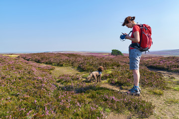 A hiker walking their dog in the English Countryside