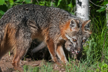 Naklejka na ściany i meble Grey Fox Vixen (Urocyon cinereoargenteus) and Kit