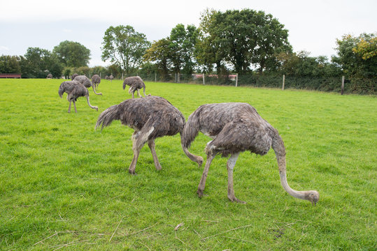 group of female ostriches eating grass