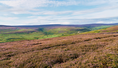Purple heather, English Countryside.