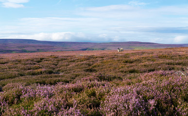 Fototapeta na wymiar Purple heather, English Countryside.