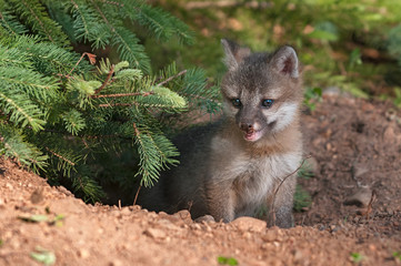 Grey Fox Kit (Urocyon cinereoargenteus) Stands by Pine