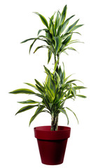 Dracena Lemon isolated