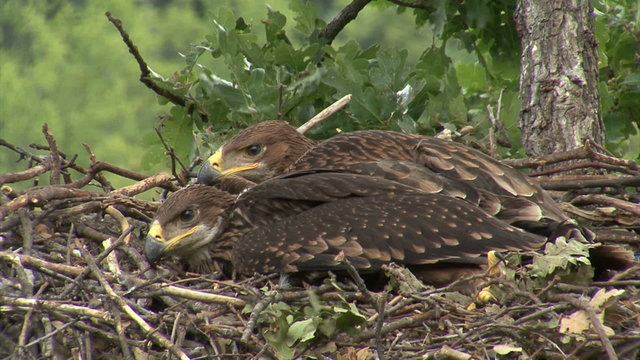 Young Imperial eagle chicks in the nest on a tree