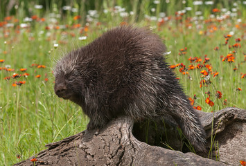 Porcupine (Erethizon dorsatum) Looks Over Shoulder