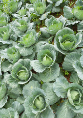 Agriculture cabbage