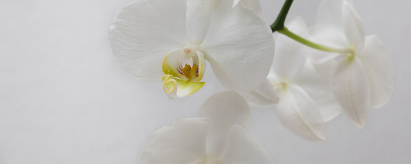 Fototapeta na wymiar white orchid flower blossom on white background