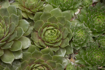miniature succulent plants close up - cactus collection