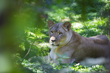 Naklejka premium Lioness in the Jungle