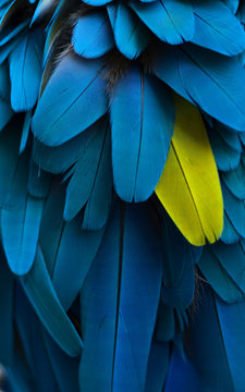 particolare piume di pappagallo
