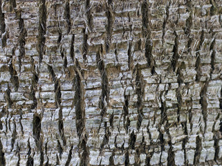 Tree bark texture photo
