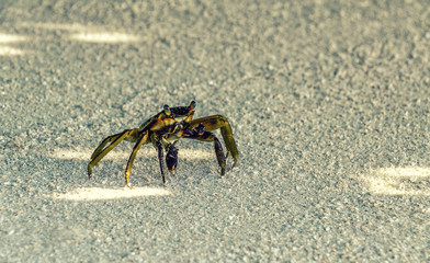 The crab on the sand, the inhabitant of the Maldives.