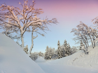 Winter landscape near Vogel ski center