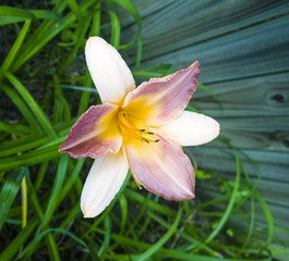 Fototapeta premium Day Lily