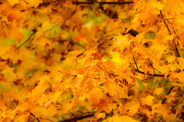 autumn leaves fall trees nature background