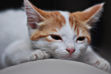 Kitten / Cute kitten on the sofa
