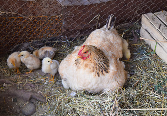 Chicken mother with chickens