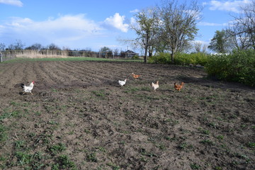 The chickens walking in a kitchen garden.